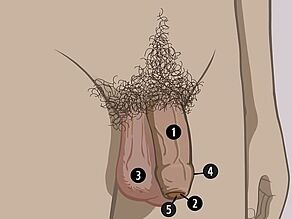 Erkeğin dışarıdan görülebilen cinsel organları: 1. Penis, 2. Penis ucu, 3. Testis torbası. Penis ucunun etrafında: 4. Sünnet derisi, içinde: 5. İdrar deliği.