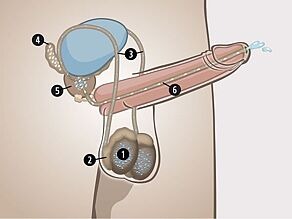 İçeriden görülebilen penis: 1. Testisler, 2. Epididimler, 3. Sperm kanalları, 4. Seminal veziküller, 5. Prostat, 6. İdrar yolu